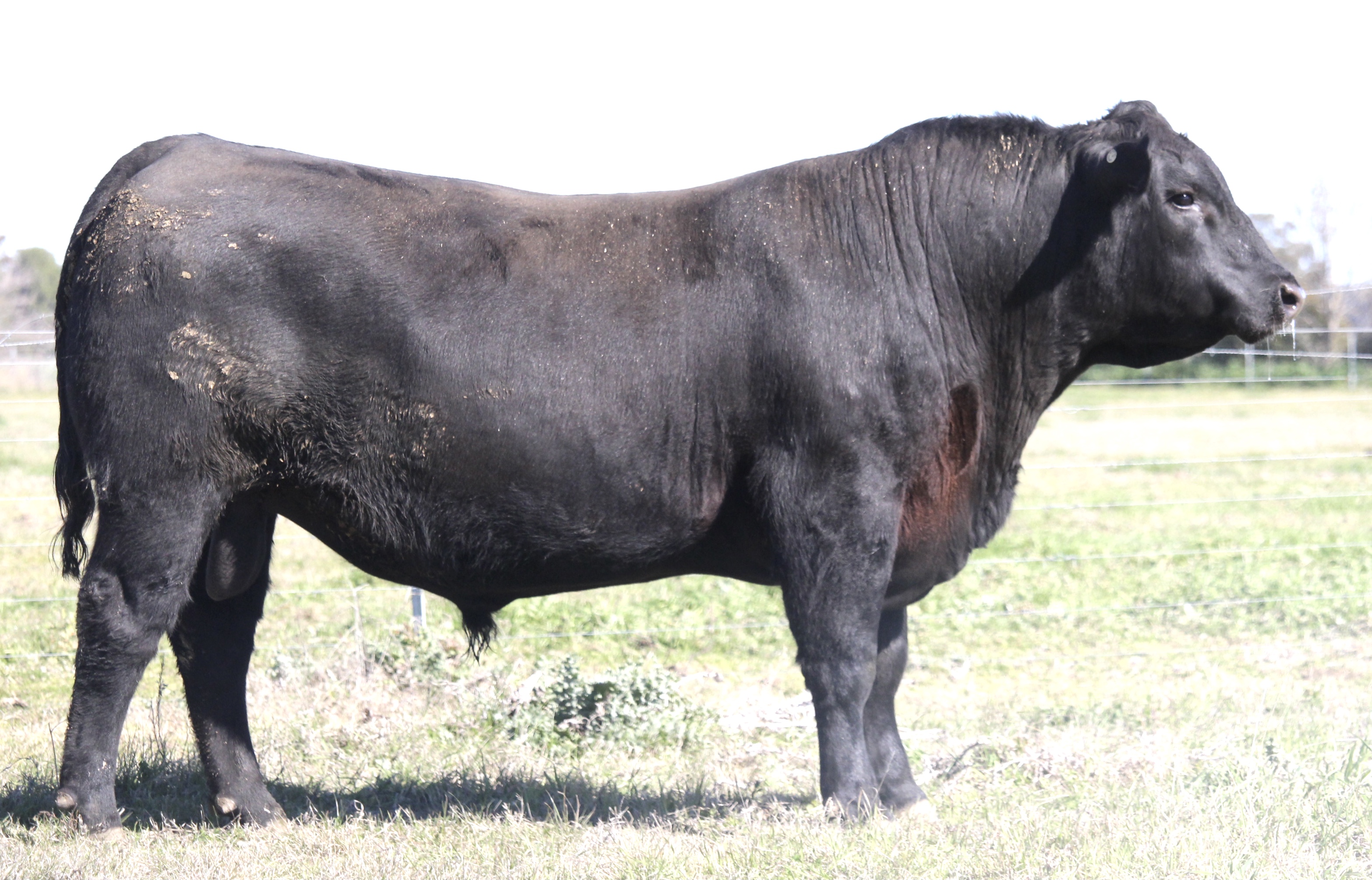 Photo of MILONG TURNSTYLE T24