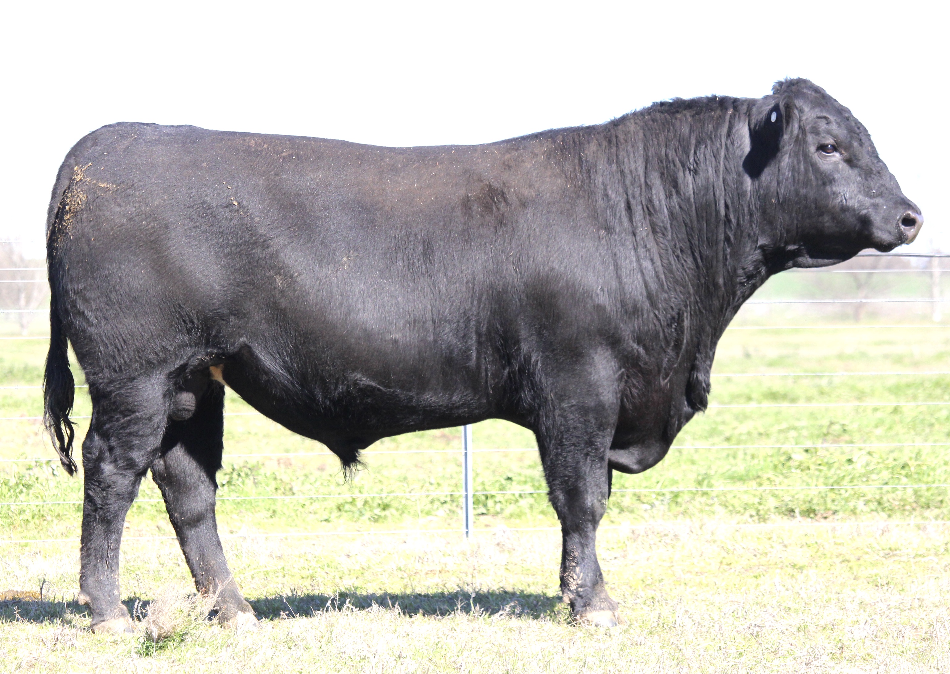 Photo of MILONG THREDBO T50