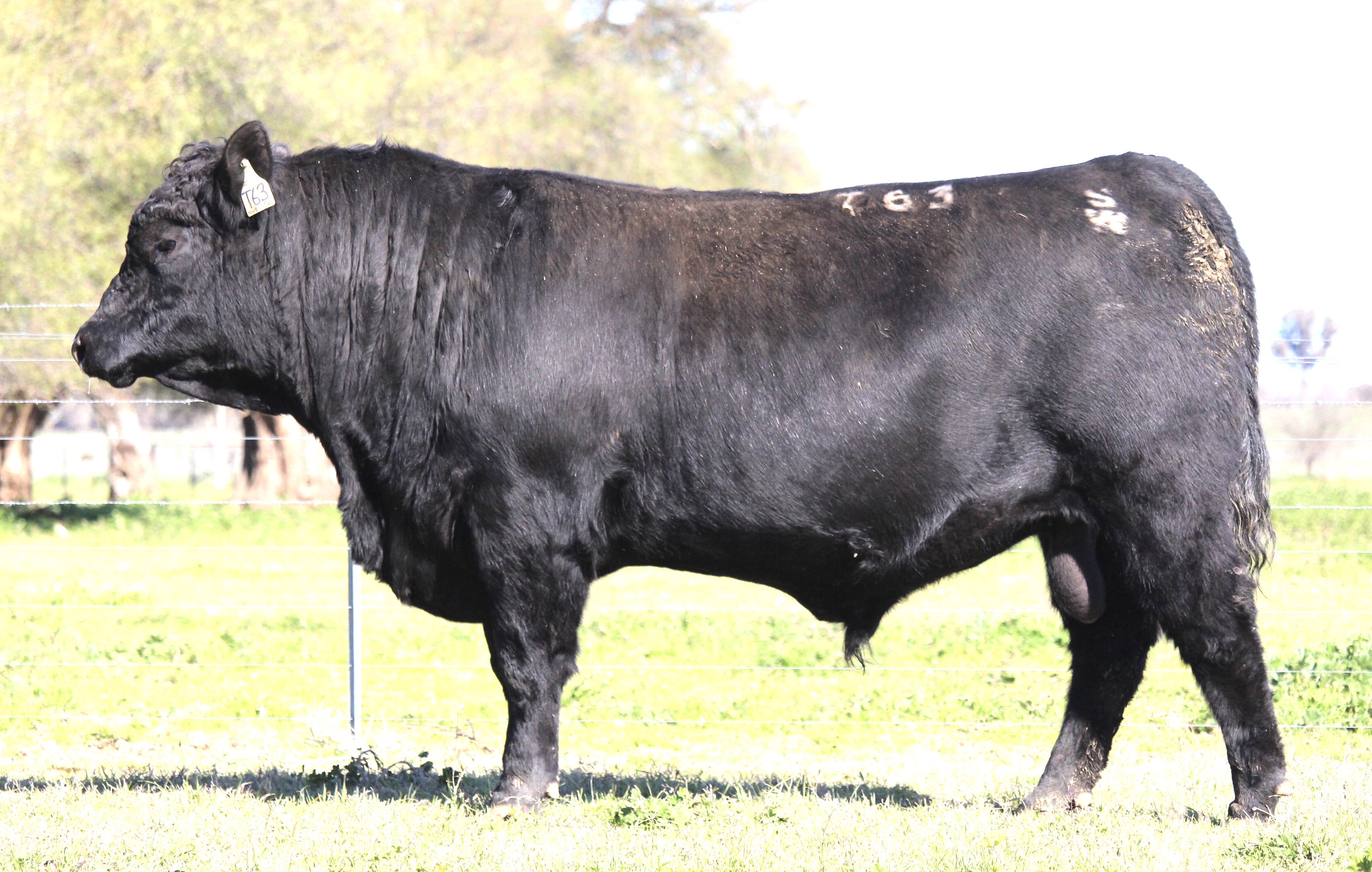 Photo of MILONG TRIBLE T63