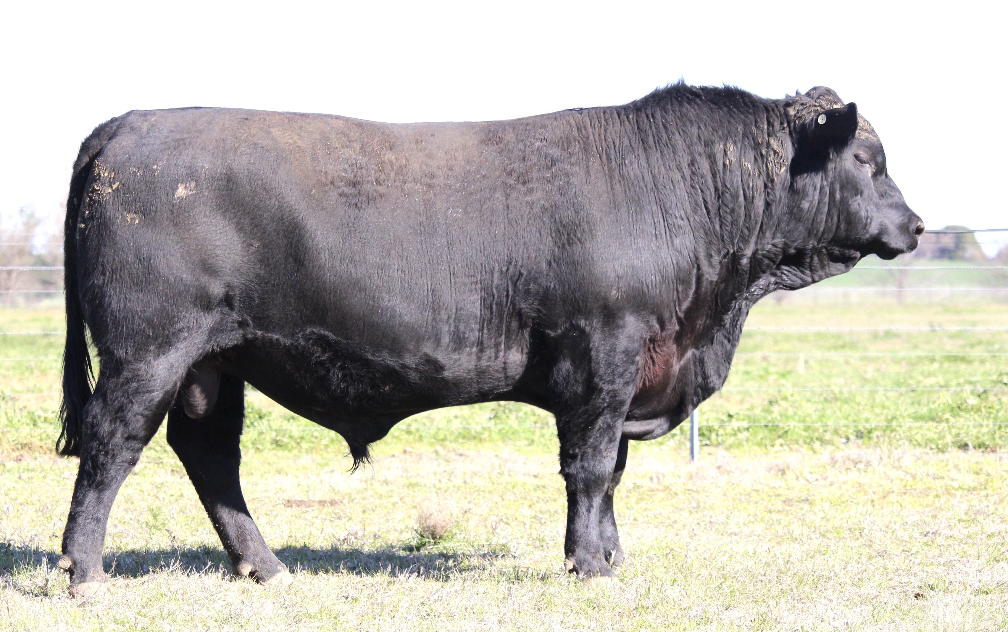 Photo of MILONG TALBINGO T27 (REGO PENDING)
