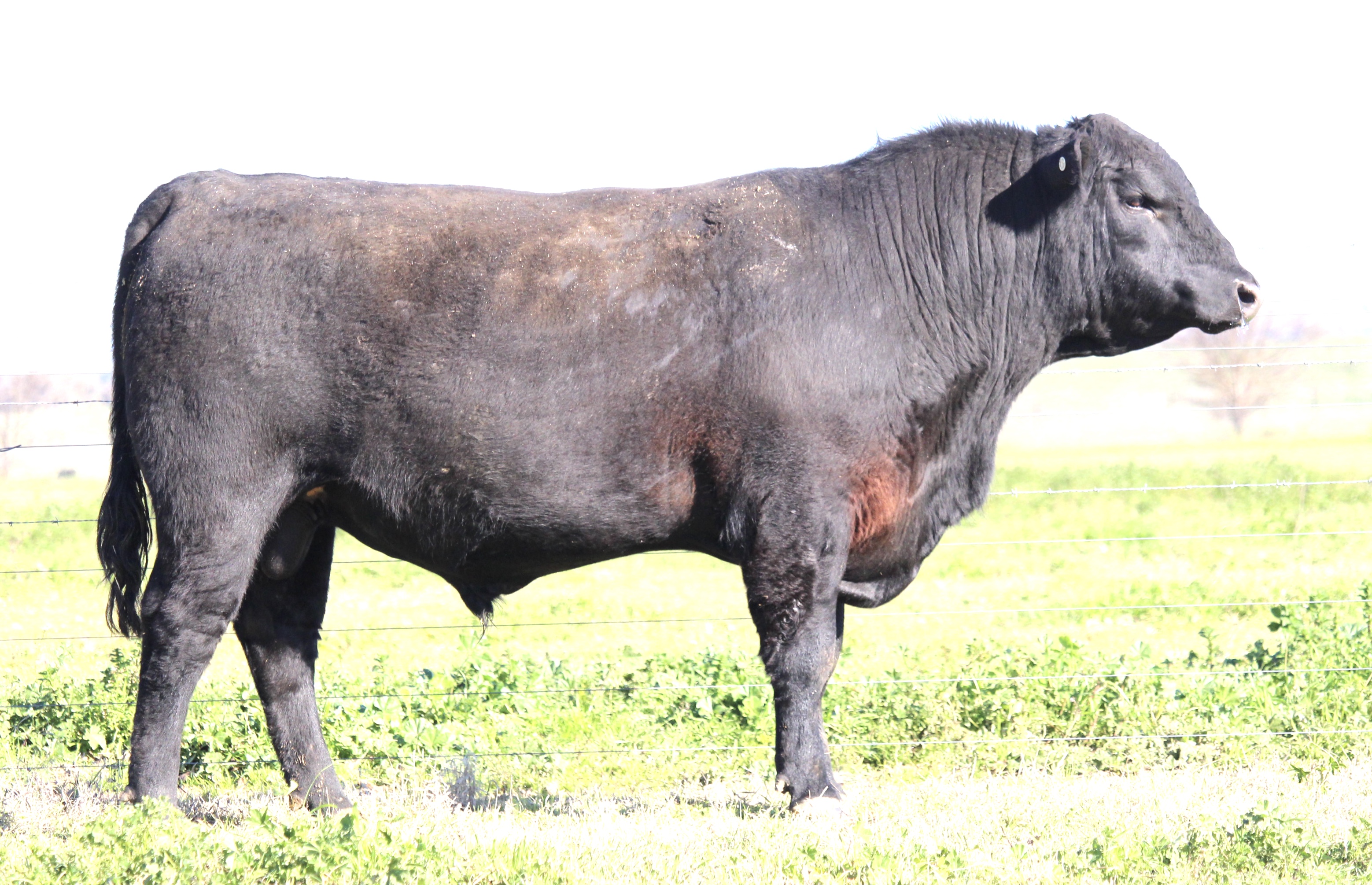 Photo of MILONG TUBUL T42