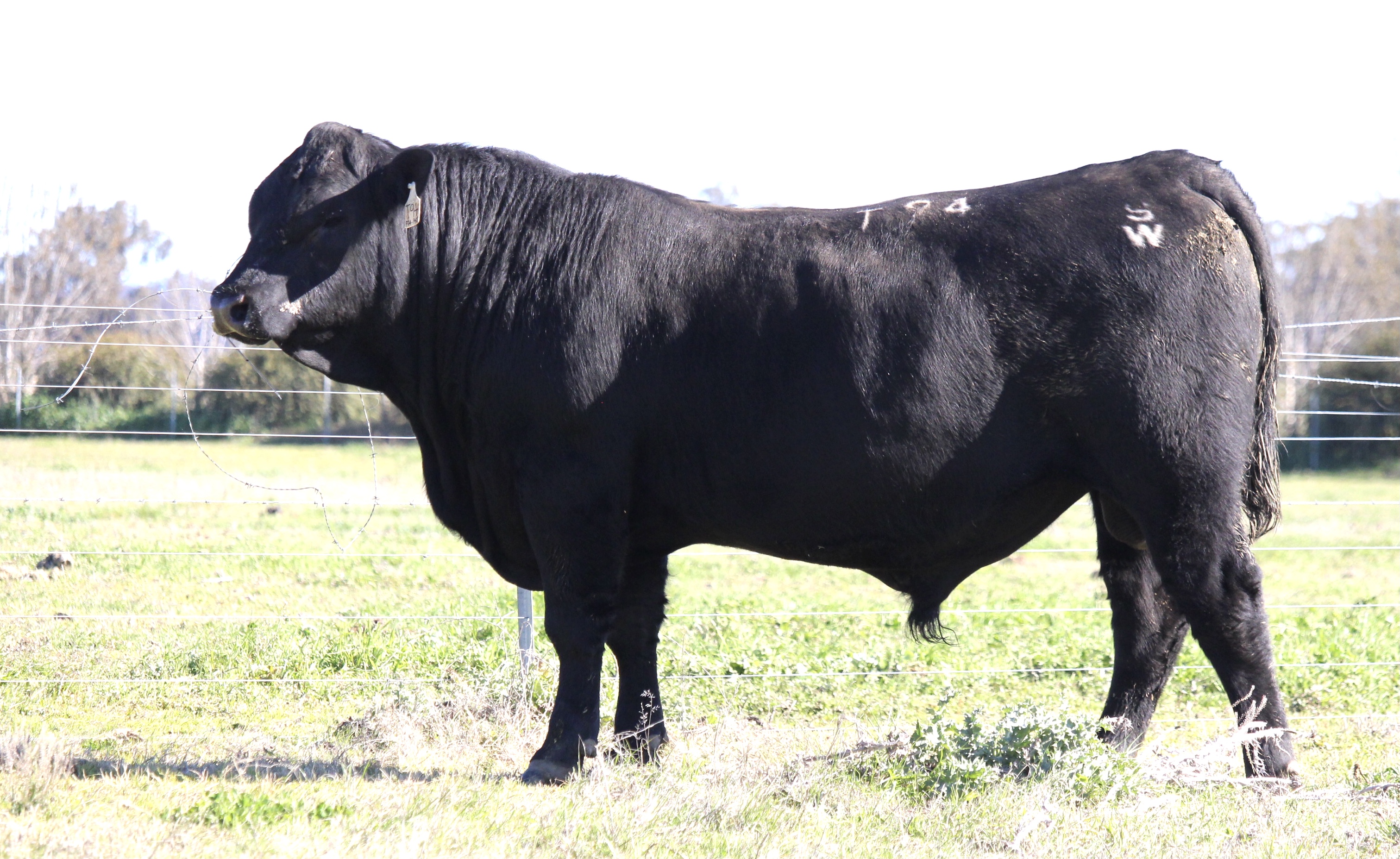 Photo of MILONG TACO T94