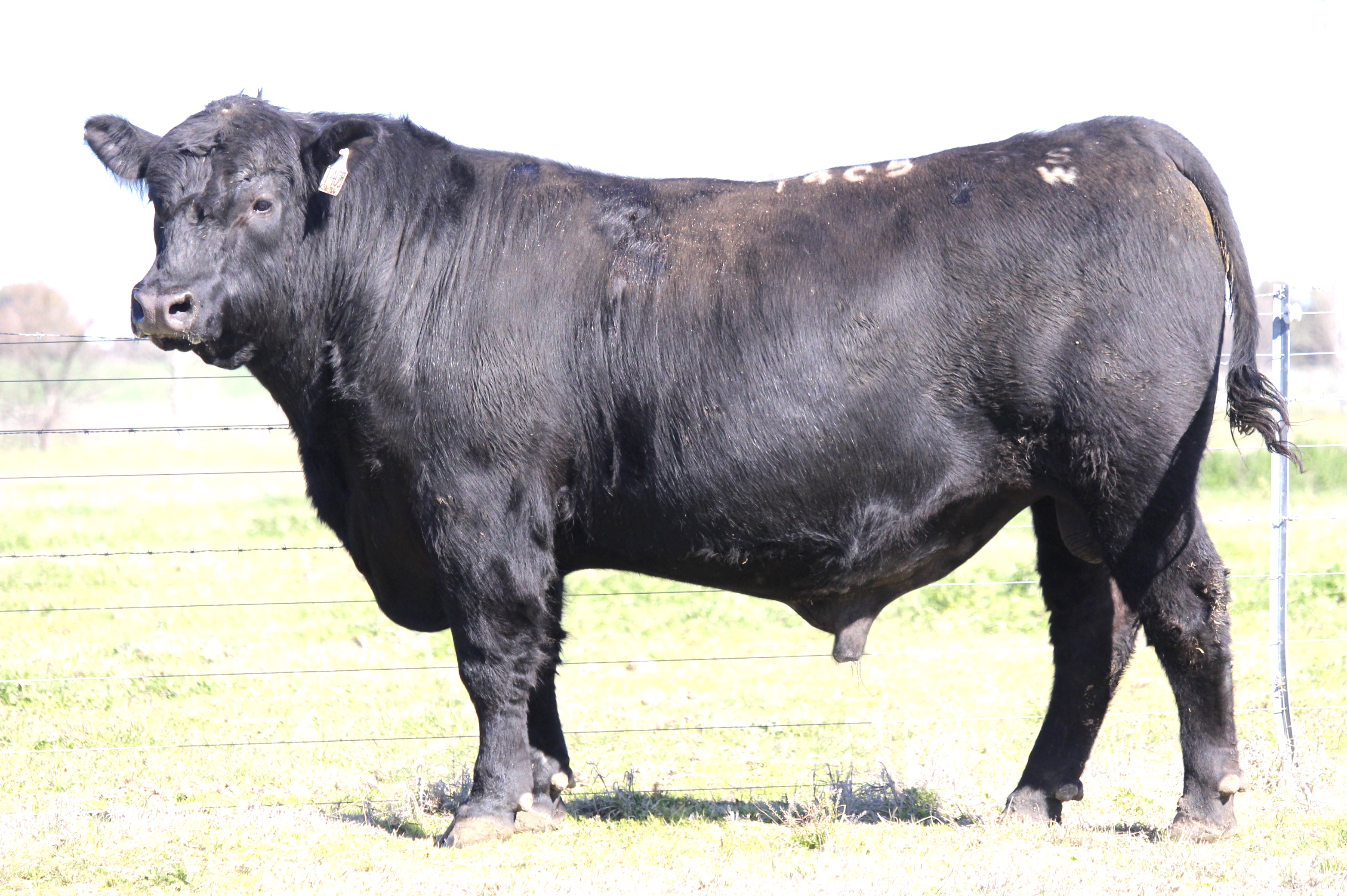 Photo of MILONG COMM T405