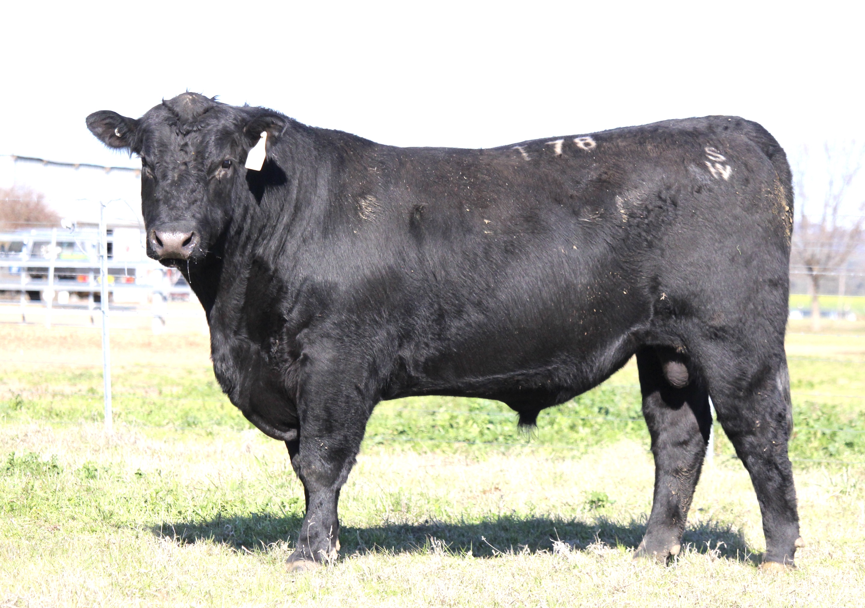 Photo of MILONG THUNDERSTRUCK T78
