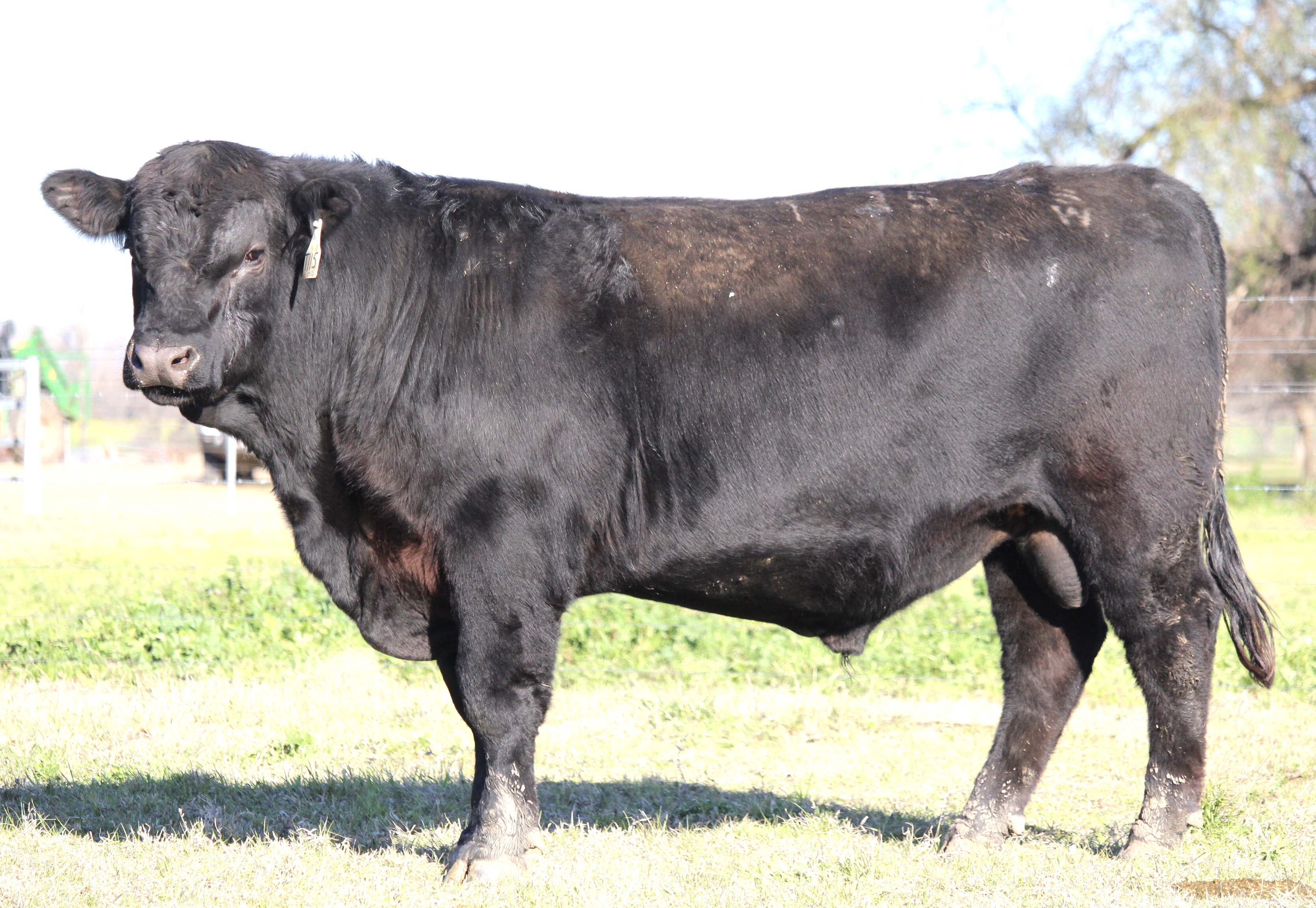 Photo of MILONG TRYHARD T115