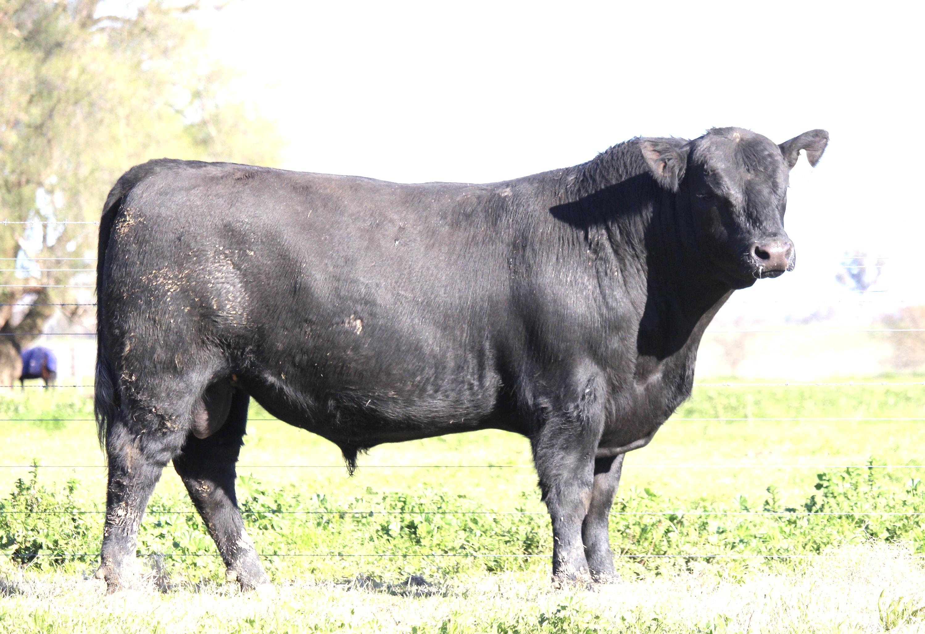 Photo of MILONG TYSON T117