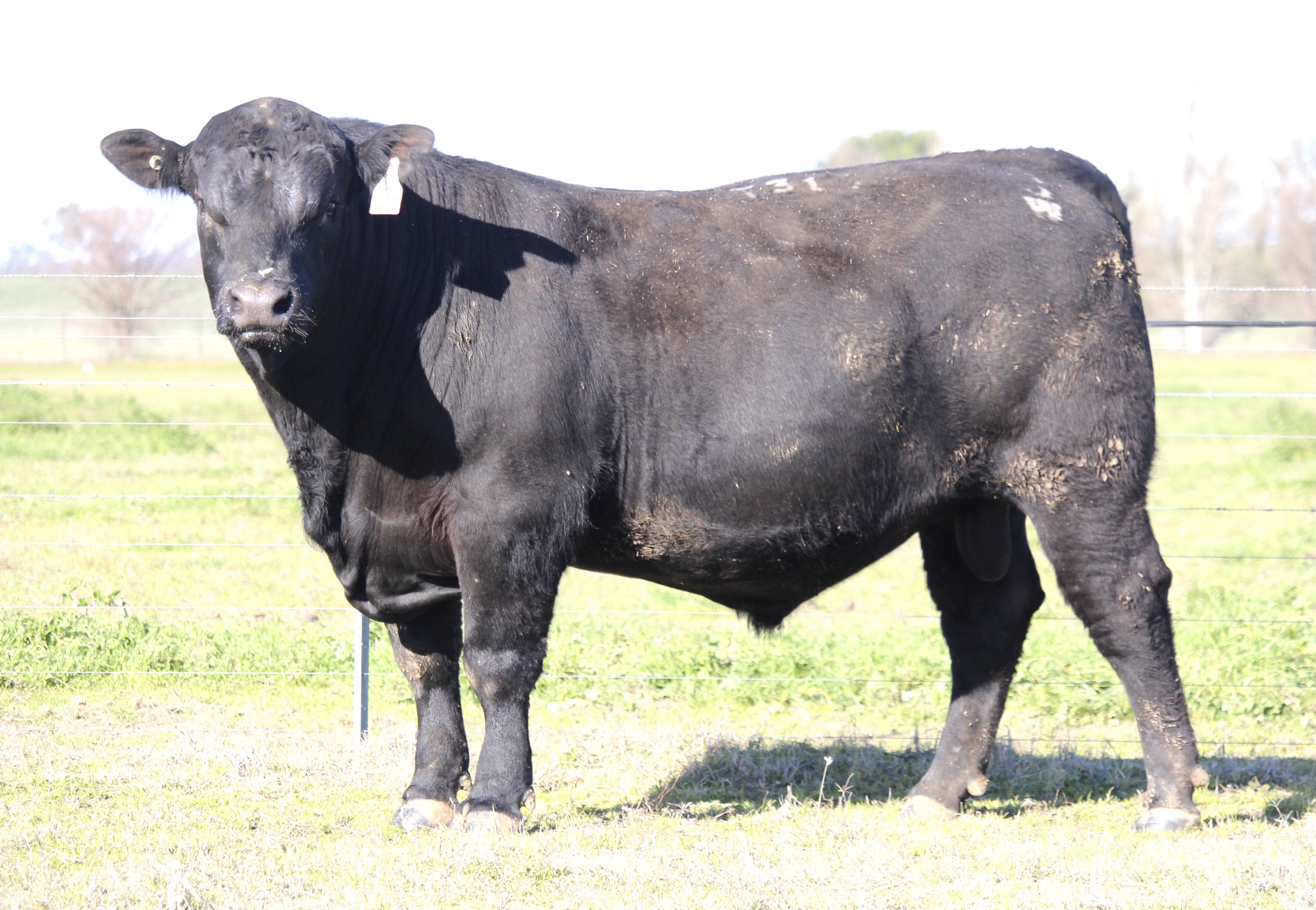 Photo of MILONG COMM T314
