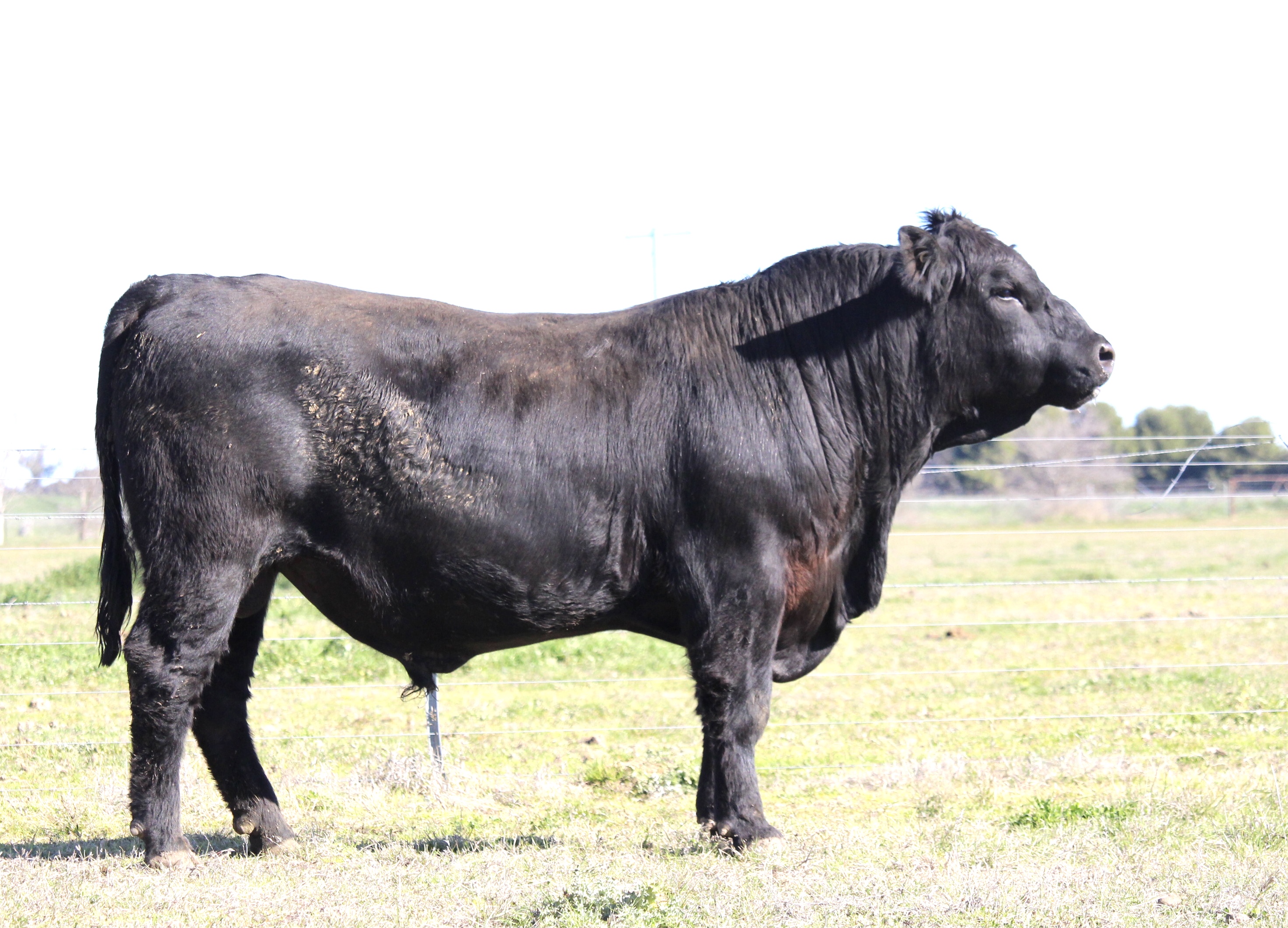 Photo of MILONG TAMBU T59