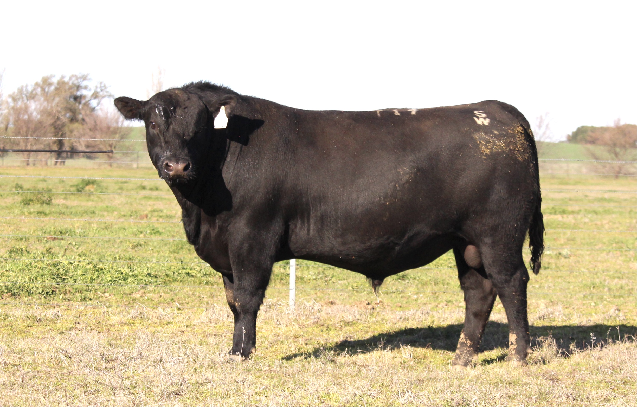 Photo of MILONG TUFFROCK T17