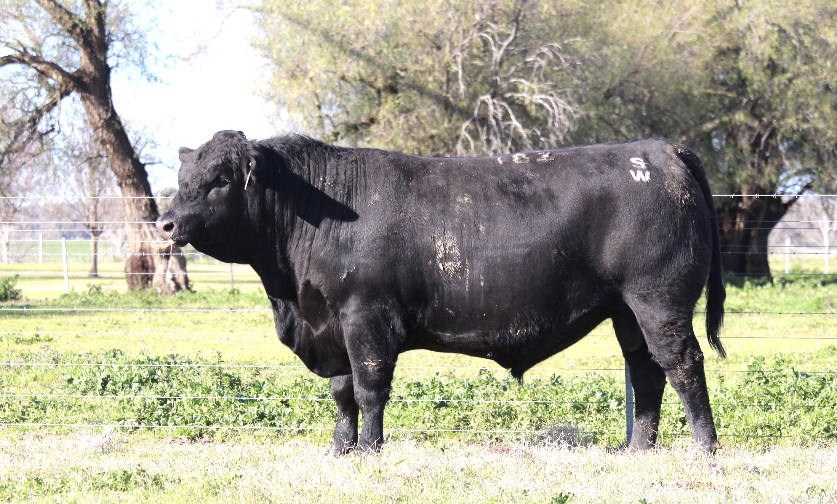 Photo of MILONG TRANCE T82