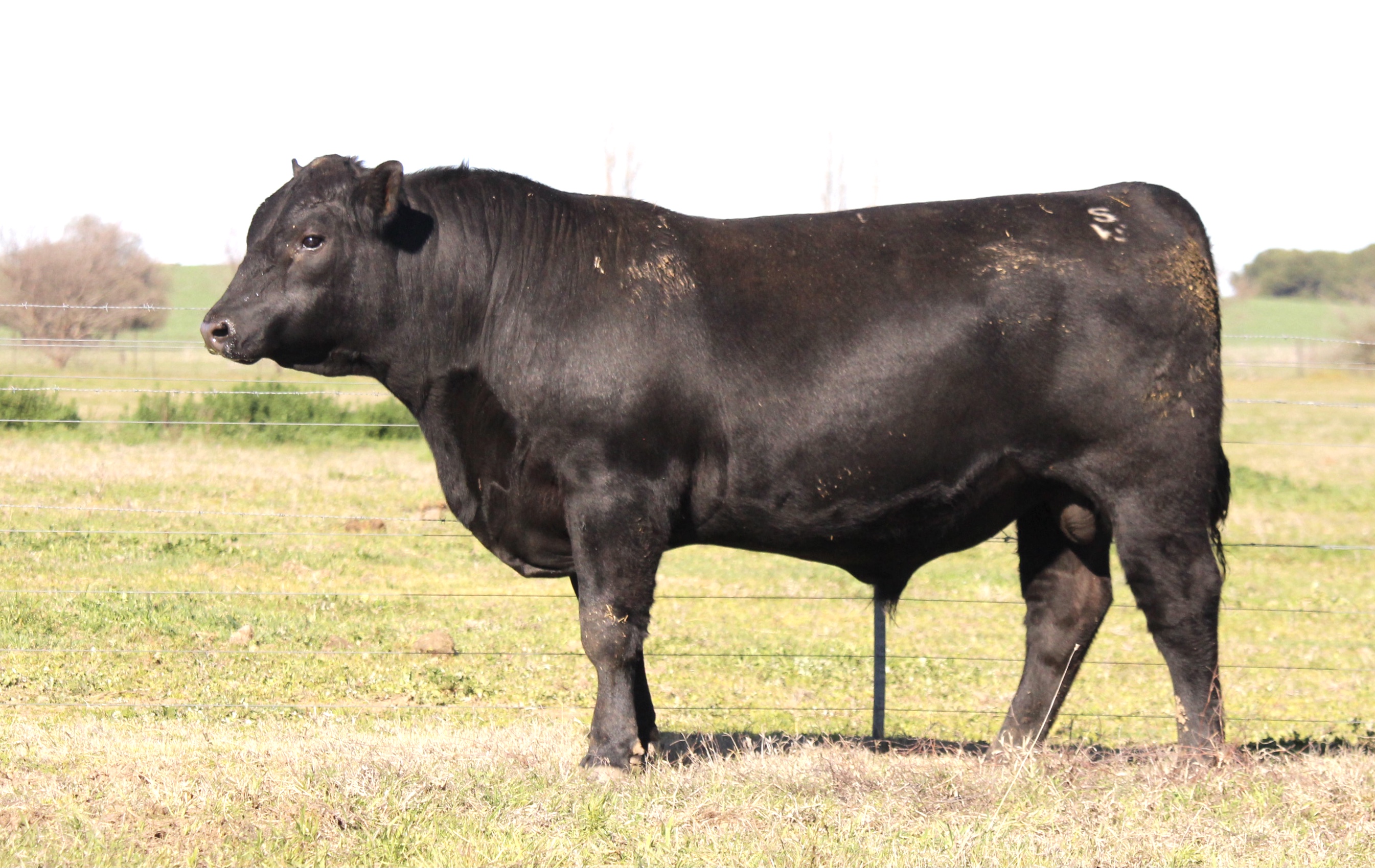 Photo of MILONG TURNBULL T105