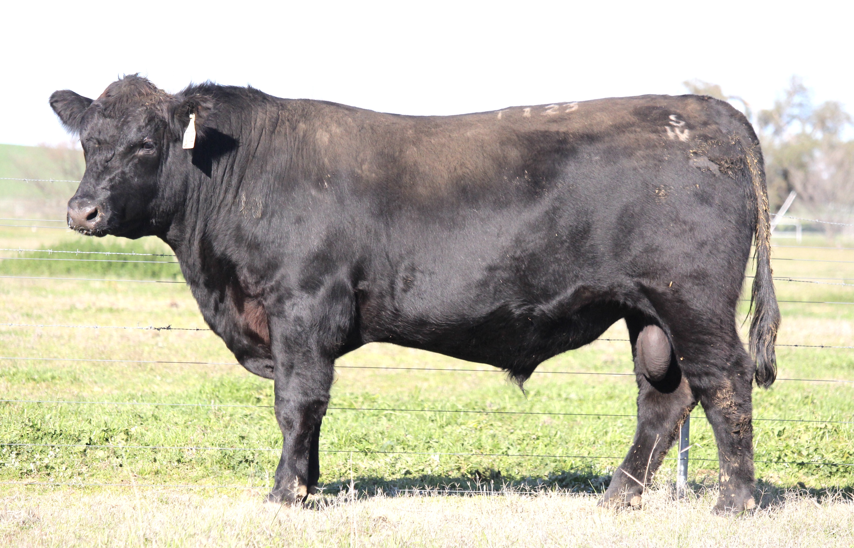 Photo of MILONG TARLINGTON T123