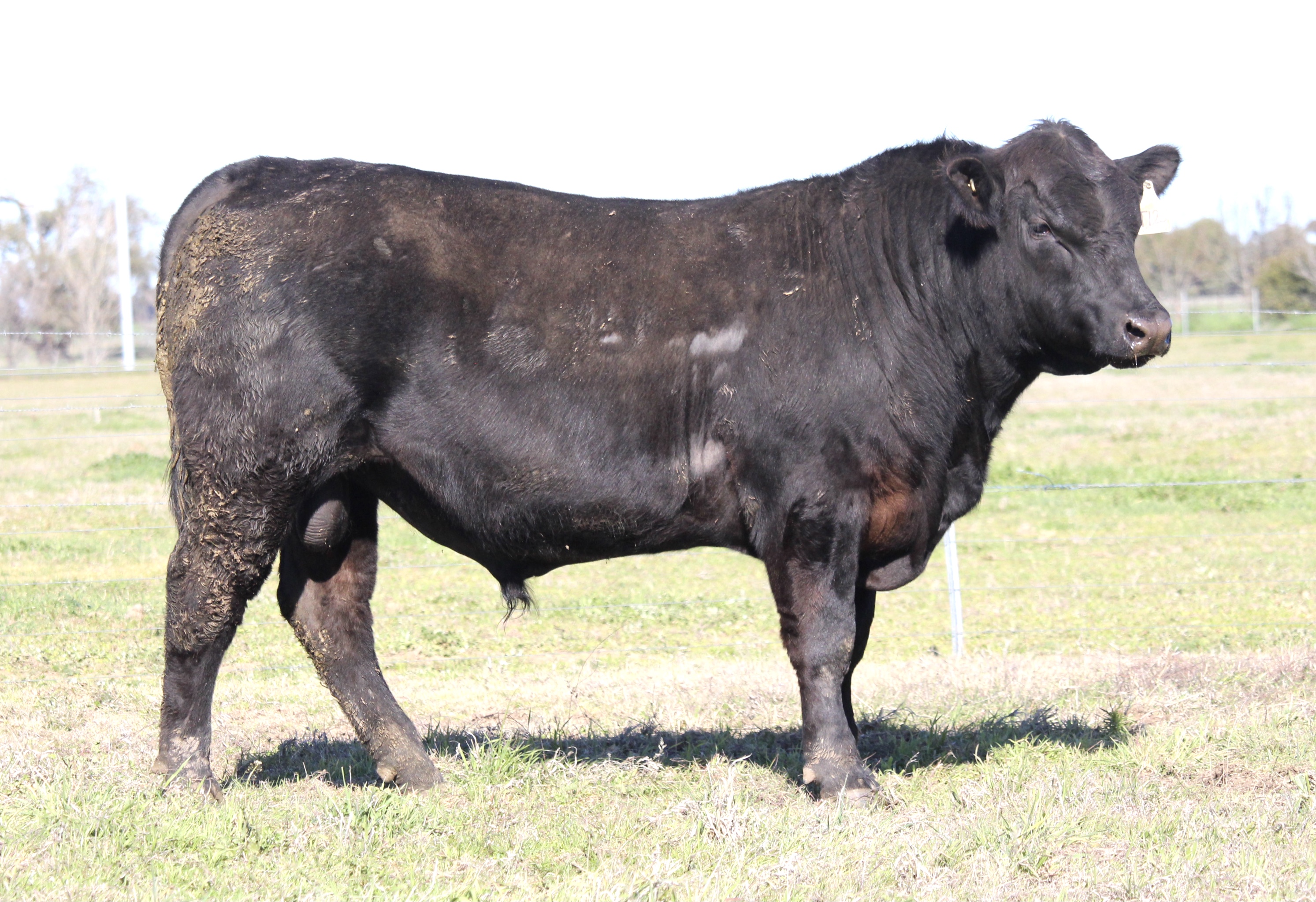 Photo of MILONG TOPSHELF T125