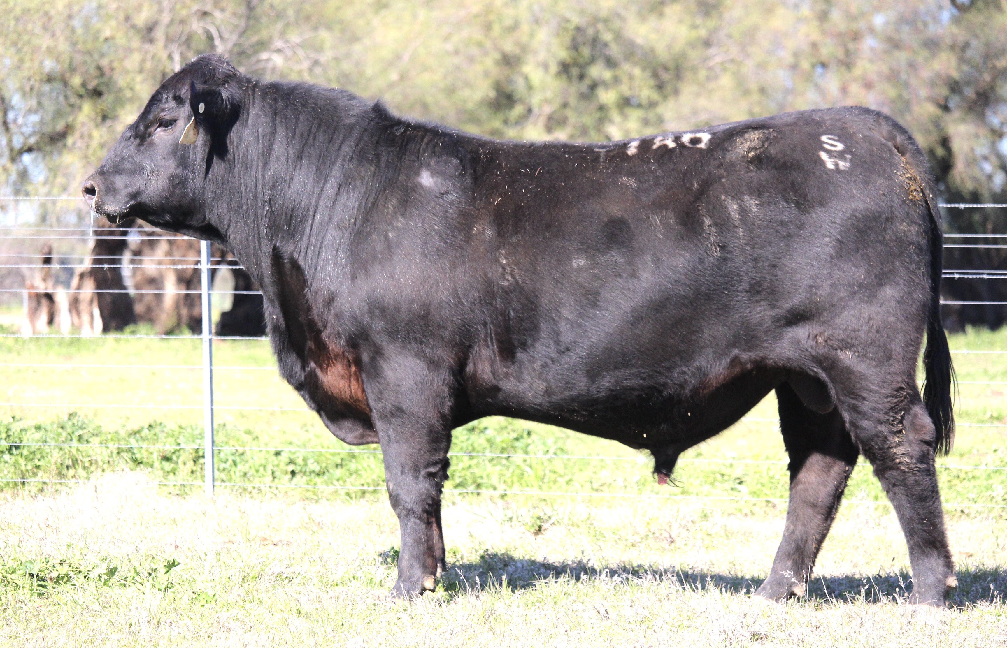 Photo of MILONG TASTEFUL T180