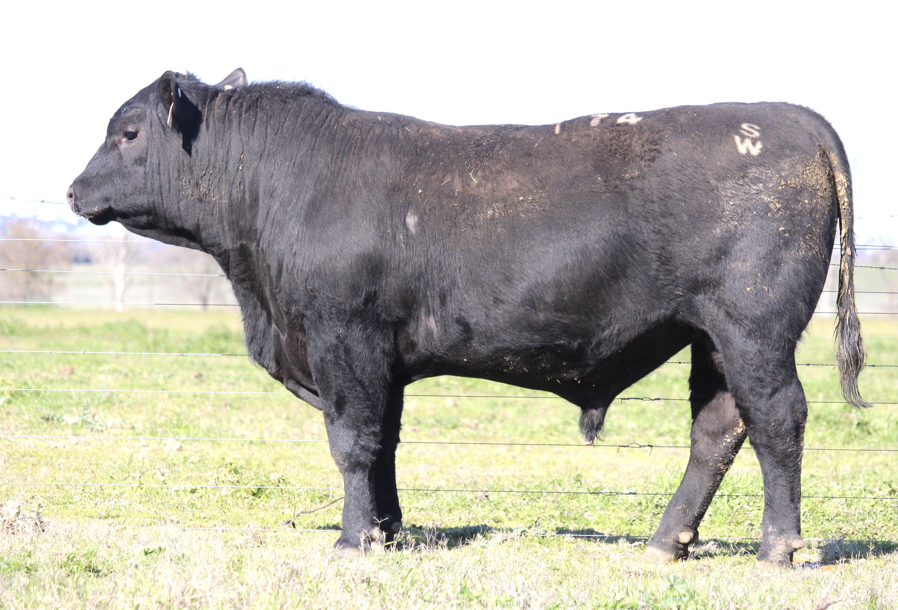 Photo of MILONG TOPEND T74