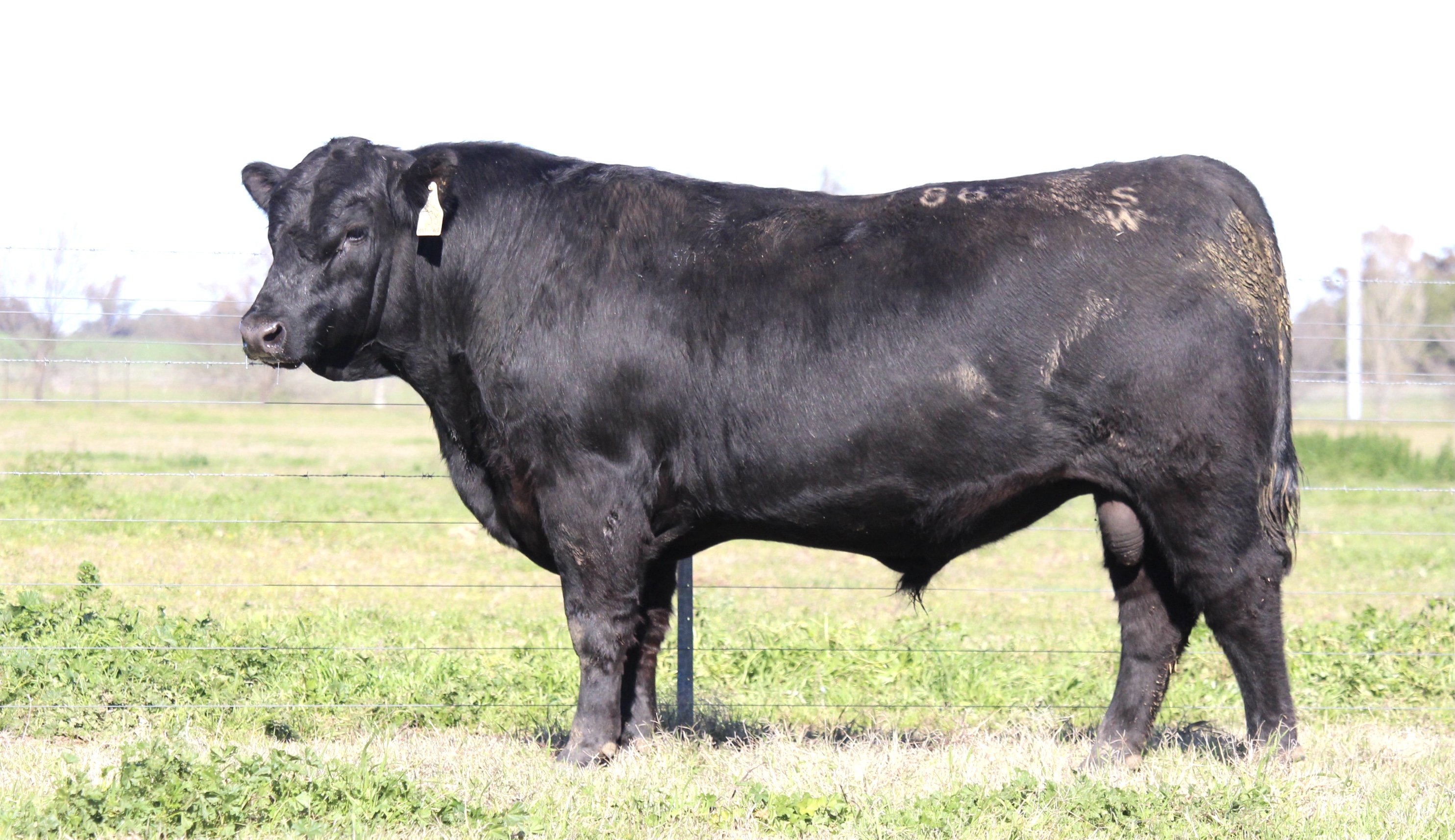 Photo of MILONG THUMPER T88