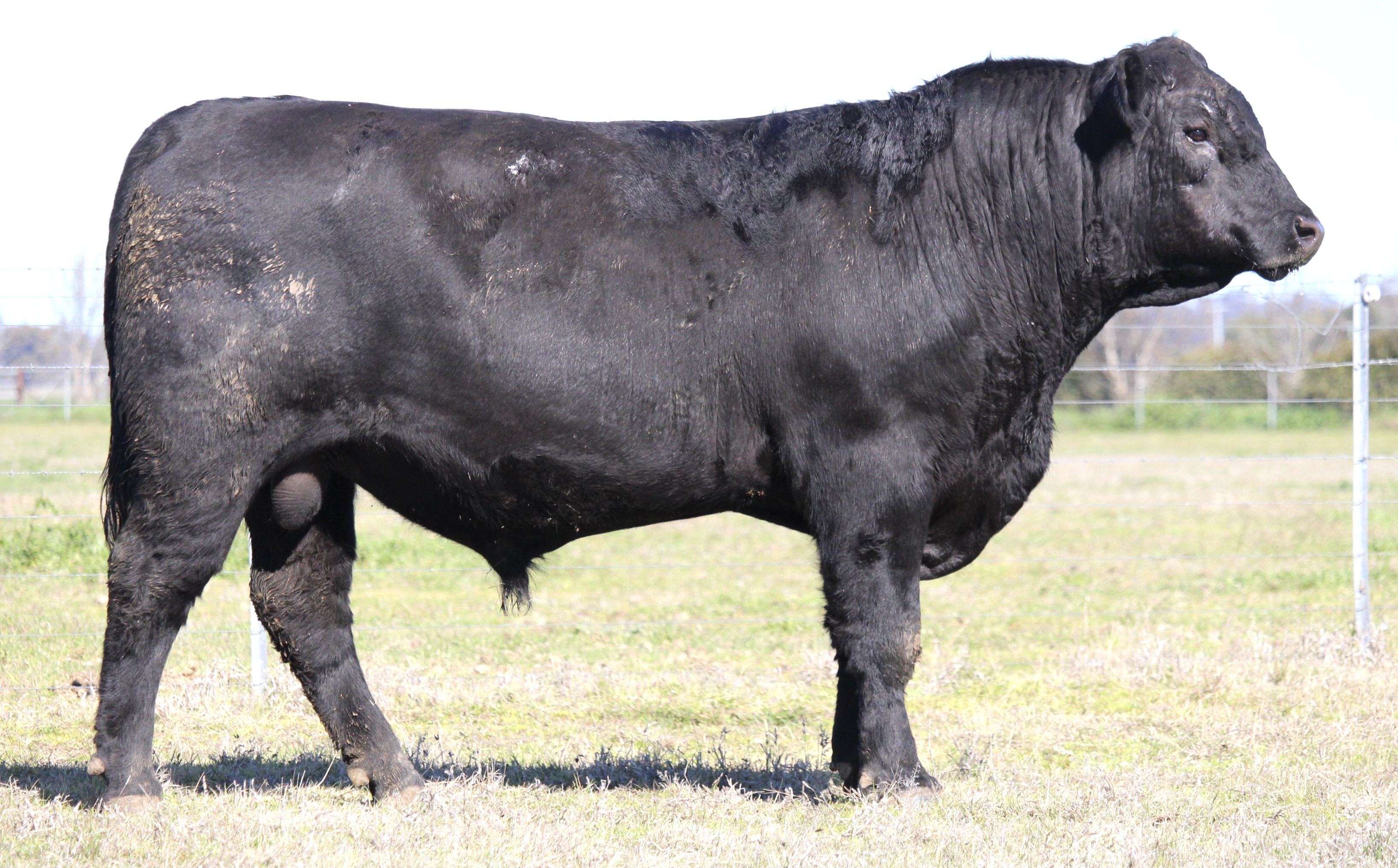 Photo of MILONG TRENTHAM T23