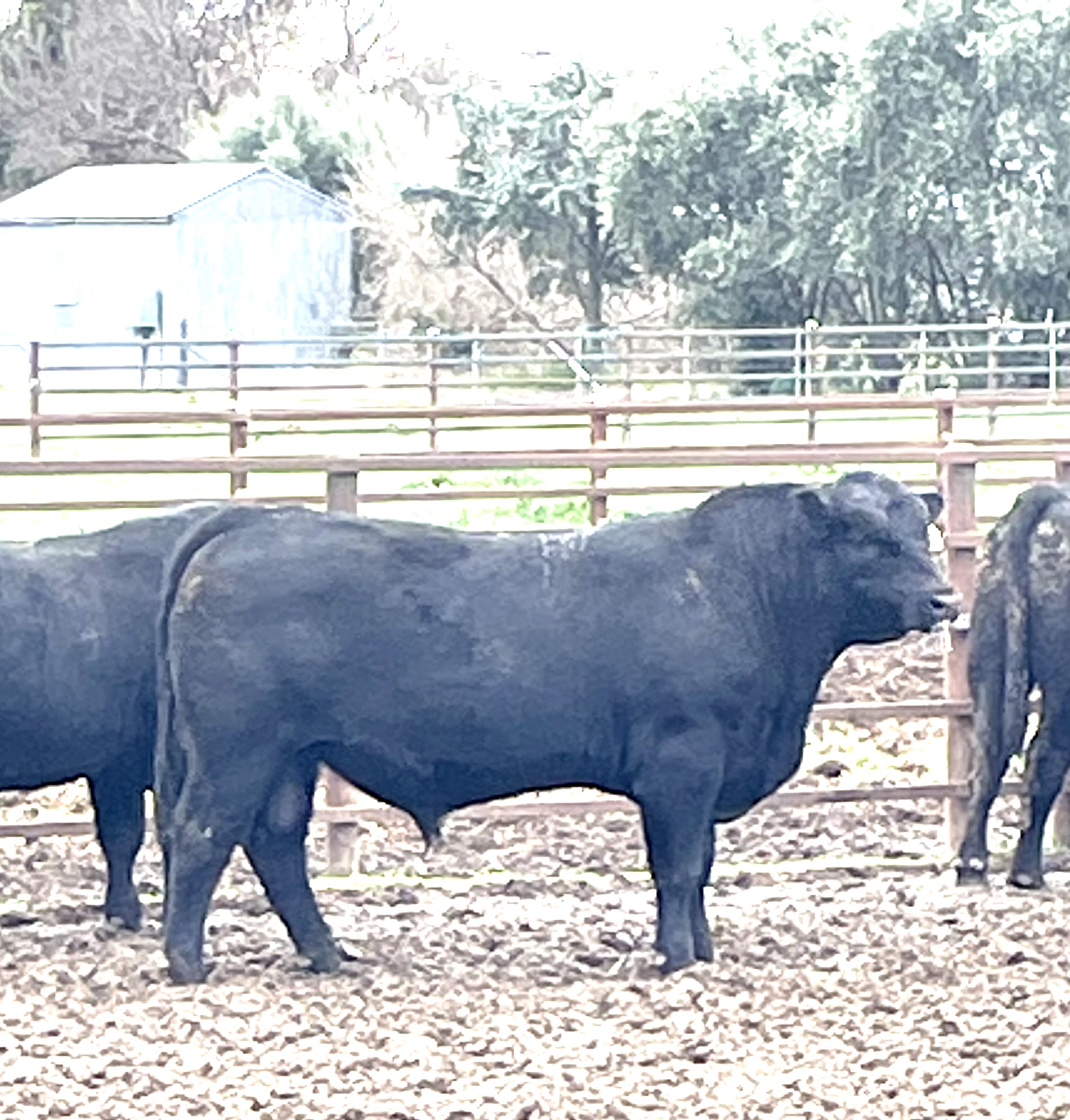 Photo of MILONG TEXAS T158