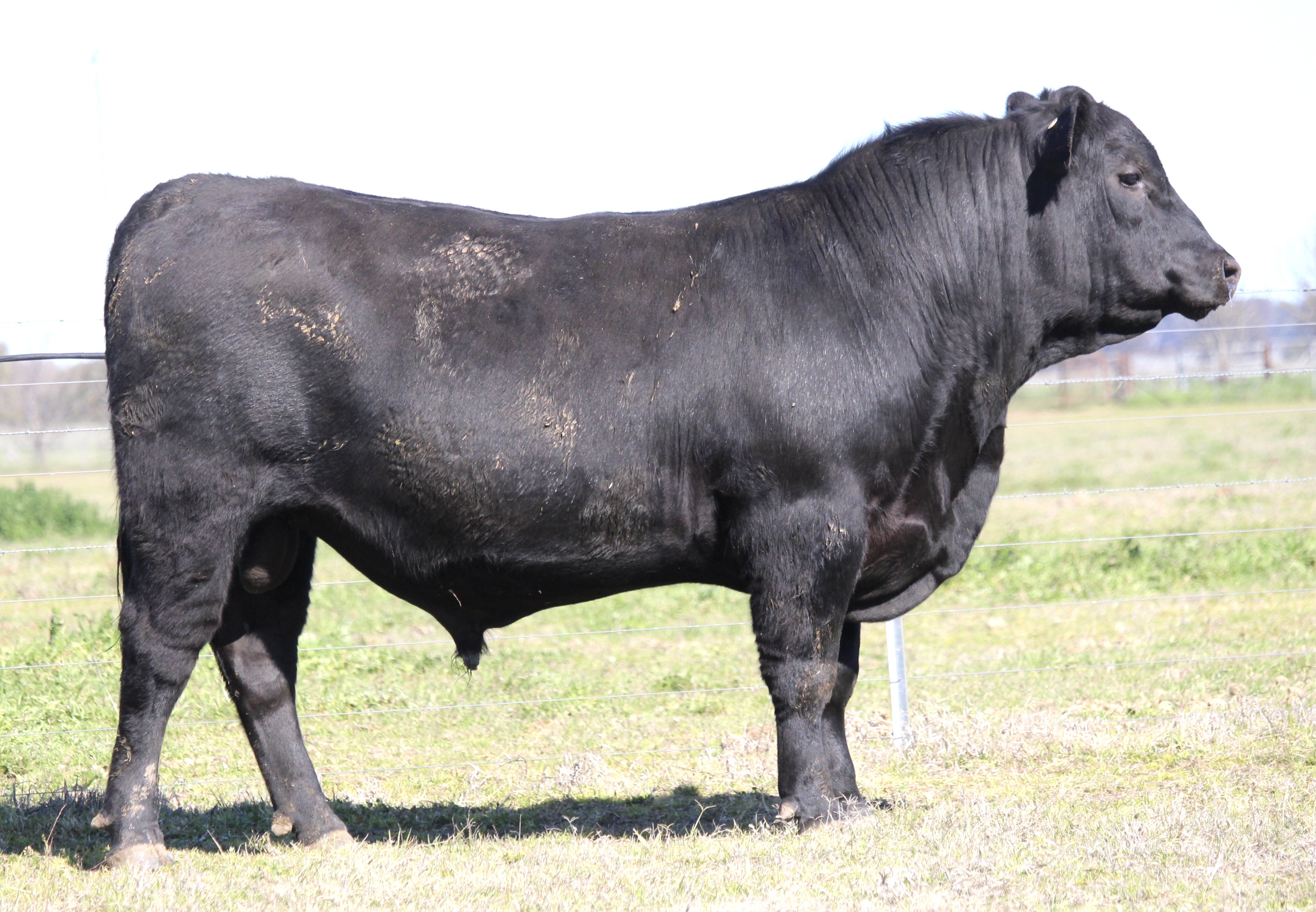 Photo of MILONG THUNDER T163
