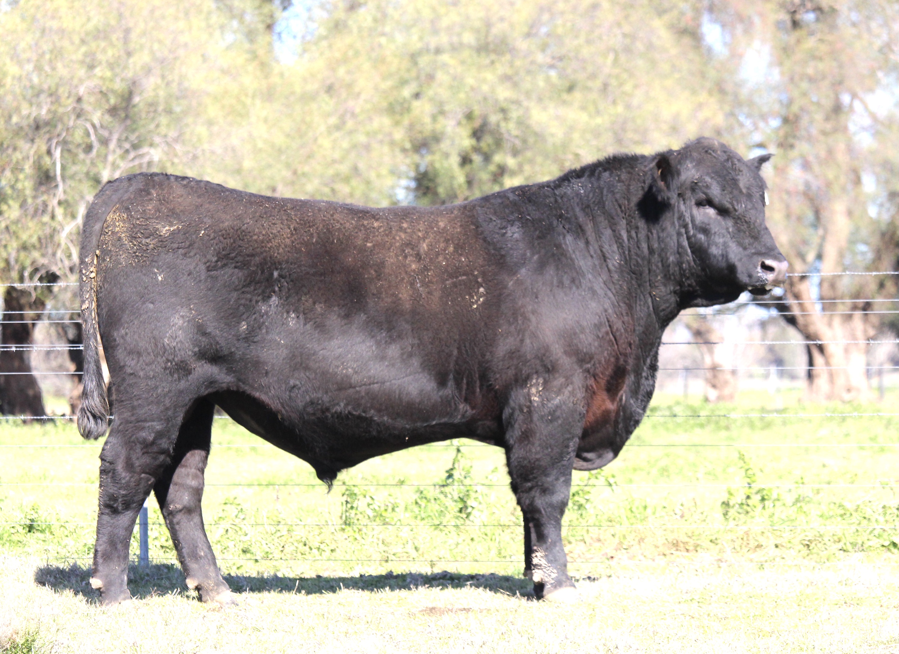 Photo of MILONG THOMAS T92