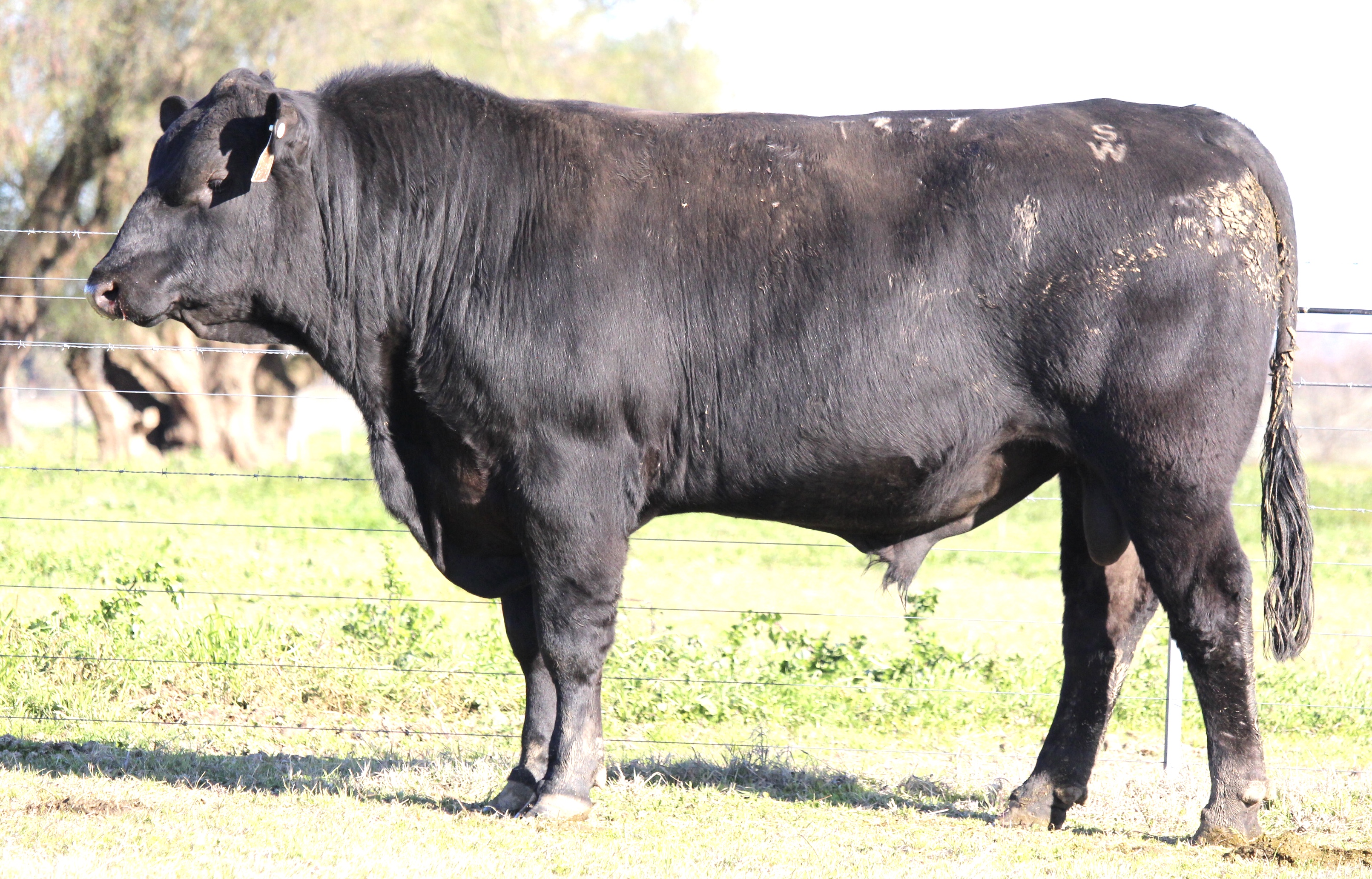 Photo of MILONG COMM T327