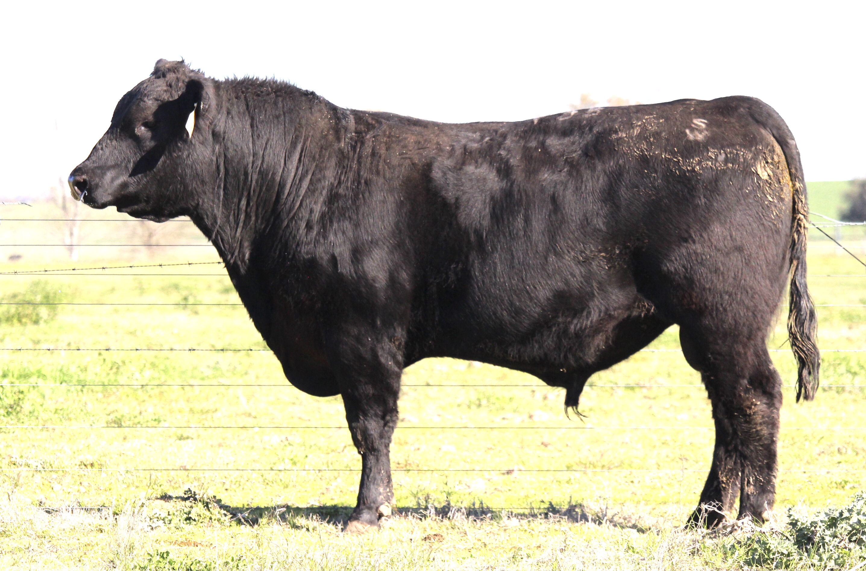 Photo of MILONG TOOHEY T85